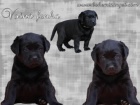 �t��ata labradora s PP - fenky