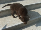 FLAT  COATED  RETRIEVER