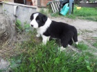 ttka border kolie s PP