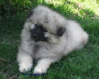 vl pic-keeshond