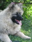 vl pic-keeshond