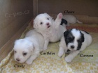 tata Coton de Tulear