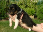 Nabzm k odbru 1 voln ttko sheltie
