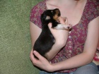 Nabzm k odbru 1 voln ttko sheltie