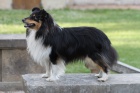 Nabzm k odbru 1 voln ttko sheltie