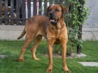 tenata Tosa Inu