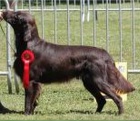 Flat Coated Retriever