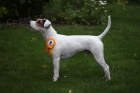 Parson russell terrier s PP - krytie