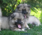 nmeck pic vl , keeshond