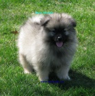 nmeck pic vl , keeshond