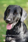 Dva chovn psi Flat coated retrievera ke kryt