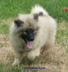 keeshond, nmeck pic vl