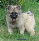 keeshond, nmeck pic vl