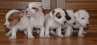 �t�n�tka jack russell terier