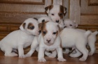 �t�n�tka jack russell terier
