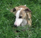 vipet , whippet, mal anglick chrt