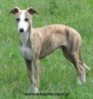 vipet , whippet, mal anglick chrt