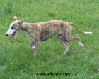 vipet , whippet, mal anglick chrt