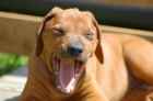 Rhodesian ridgeback - ttka s PP