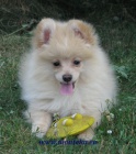 nmeck pic mal , trpasli / pomeranian