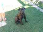 Cane Corso -pes 4 m�s�ce s PP