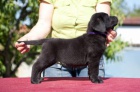 Labrador retriver (ern a lut) s PP k odbru