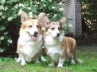 WELSH CORGI PEMBROKE - tata