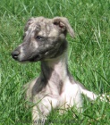 vipet , whippet, mal anglick chrt