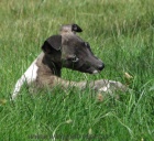 vipet , whippet, mal anglick chrt