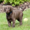 tata Chesapeake bay retrievera