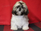 Shih-tzu - ttka s PP