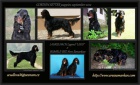 Gordonsetr tata-gordon setter puppies