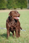 �okol�dov� labradorsk� retriever ke kryt�-