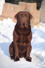 �okol�dov� labradorsk� retriever ke kryt�-