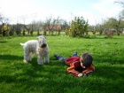 TATA Irish soft coated wheaten terrier 