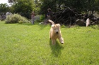 TATA Irish soft coated wheaten terrier 