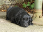 Flatcoated retriever- vychovan ern kluci