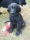 Flatcoated retriever- vychovan ern kluci