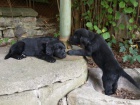 Flatcoated retriever- vychovan ern kluci