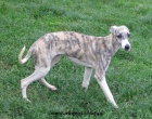 vipet , whippet, mal anglick chrt