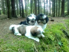 Prodm Shih-tzu