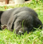 Labradorsk� retriever - levn�