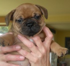 Francouzsk� buldo�ek �t��ata bez PP prod�m