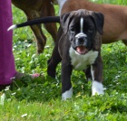 N�meck� boxer s PP