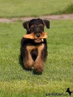 Erdelterir- Airedale terrier,tata