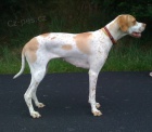 tn Anglick Pointer