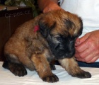 tata - Irish Soft Coated Wheaten Terrier