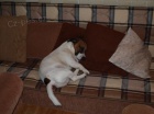 Kryt� jack russell terierem