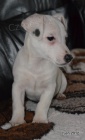 �t�n�tka jack russell terier