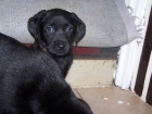 �t���tka labradorsk�ho retr�vra bez PP (po 20.11.)